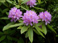 Zartrosa Rhododendron Blüten in Derreen Garden - Ring of Beara, Co. Kerry